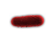 Bacteria2.png