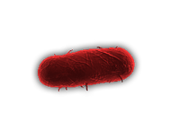 Bacteria3.png