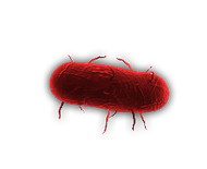 Bacteria6.png