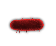 Bacteria4.png